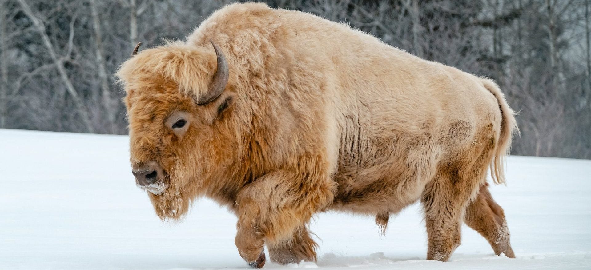 White bison walking through a snowy field