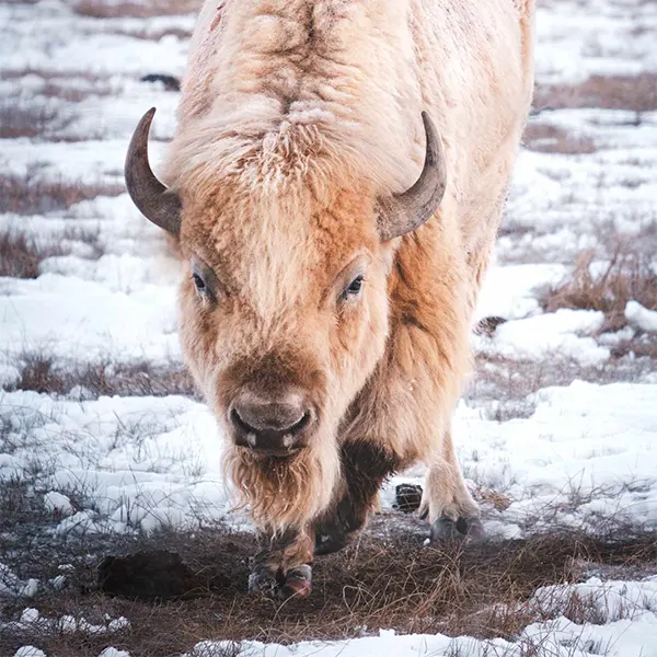 Best Chiropractor Near Me in Sandy, UT. White Bison Well-Being.